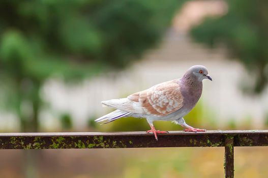 Funny Pigeon bird on balcony railing outdoors.