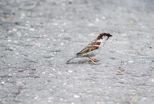 Beautiful little sparrow bird outdoors