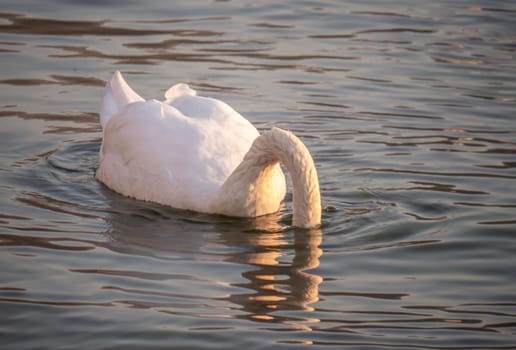 Beautiful View Of A Graceful Swan In Lake