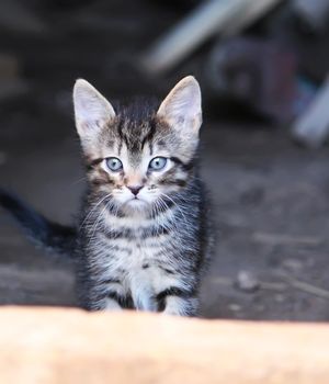 Gray striped adorable tabby kitten on rural yard background