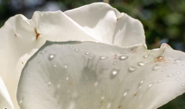 white roses in the garden with raindrops, macro