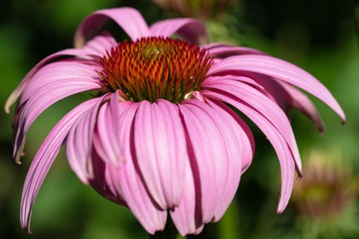 Coneflower (Echinacea purpurea), flowers of summer