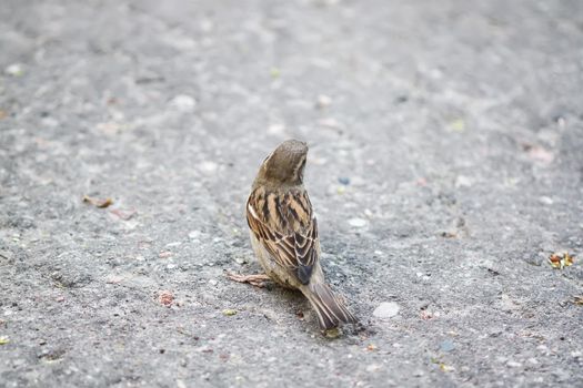 Beautiful little sparrow bird outdoors on asphalt