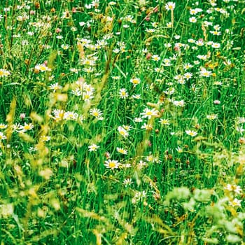 Daisy field in summer, green grass and blooming flowers, chamomile meadow as spring nature and floral background, botanical garden and eco environment.