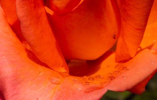 orange roses in the garden with raindrops close up