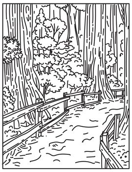 Mono line illustration of towering old-growth redwoods in Muir Woods National Monument part of Golden Gate National Recreation Area, California done in retro black and white monoline line art style.