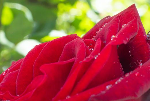 red rose in garden raindrops, close up macro