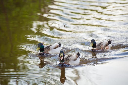 Three mallard ducks are swimming, she opened her beak and quacks. Natural photography with wild birds. Beauty in nature. Warm spring day