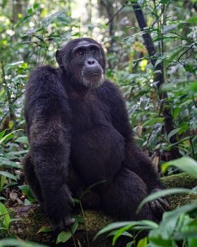 Close up image of chimpanzee within the forest of the Kibale National Park, Uganda, Africa