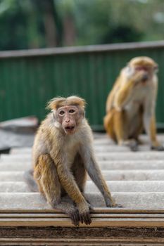 a flock of monkeys rummaging in a junkyard.