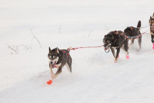 Team of enthusiastic sled dogs pulling hard to win the Yukon Quest sledding race