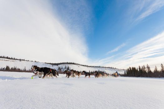 Team of enthusiastic sled dogs pulling hard to win the Yukon Quest sledding race