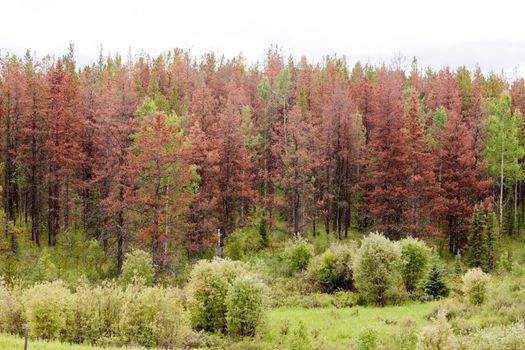 Dead brown pine trees killed by Mountain Pine Beetle (MPB), Dendroctonus ponderosae, forest insect blight epidemic outbreak