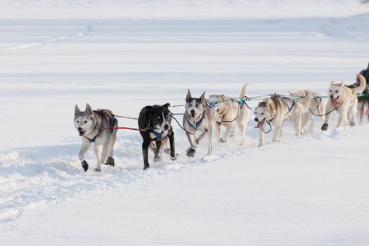 Team of enthusiastic sled dogs pulling hard to win the Yukon Quest sledding race