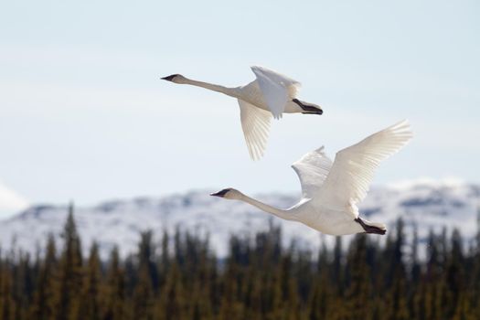 Graceful mating pair of adult white trumpeter swans, Cygnus buccinator, flying over forest with their necks extended as they migrate to their arctic nesting grounds with copyspace