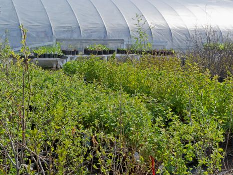 Outside commercial plastic covered horticulture greenhouse of garden center selling trees and bushes