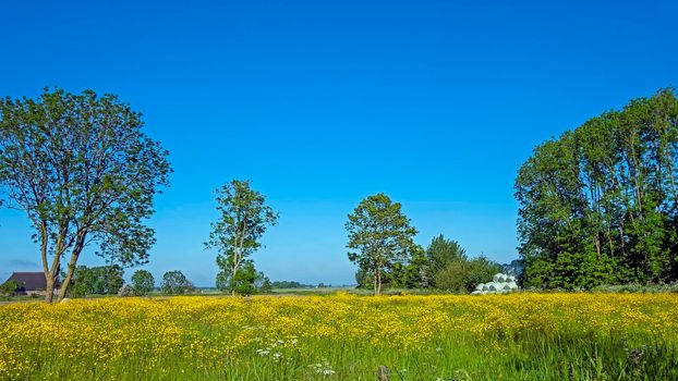 Springtime in the countryside from the Netherlands