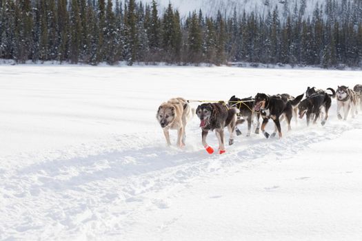 Team of enthusiastic sled dogs pulling hard to win the Yukon Quest sledding race