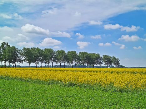 Blossoming rapeseed in the fields in summer in the Netherlands