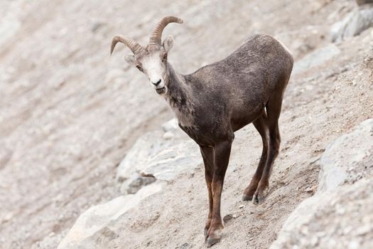 Young male Stone Sheep, Ovis dalli stonei, or thinhorn sheep ram standing on steep mountain side curiously watching, wildlife of northern Canadian Rocky Mountains, British Columbia, Canada