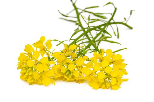 Blossoming rapeseed on a white background