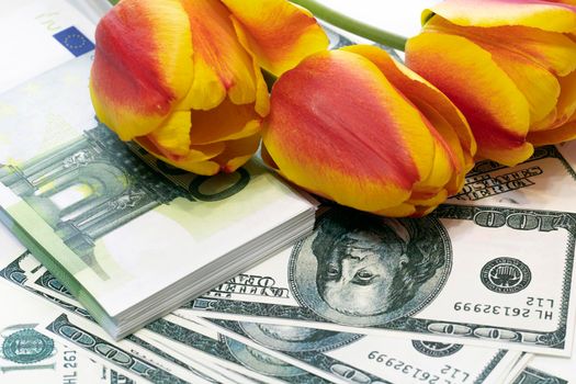 Banknotes are scattered in close-up, and tulips are on the money.