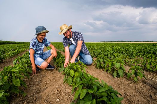 Father is teaching his son about cultivating chili. Chili plantation successfully sown. Farmers in agricultural field.