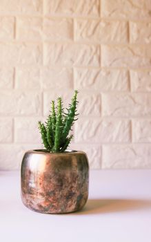 Cactus in the copper pot. Decorative succulent plant in minimalistic modern room interior.