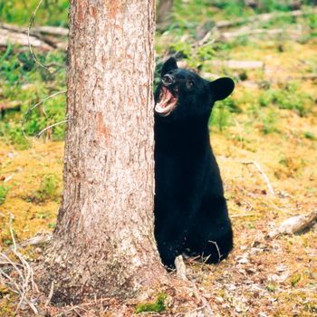 Young yearling Black Bear, Ursus americanus, sitting playful at tree trunk in Yukon Territory, Canada, boreal forest taiga