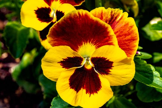 Close-up of a Pansy flower with pollen while waiting for insects