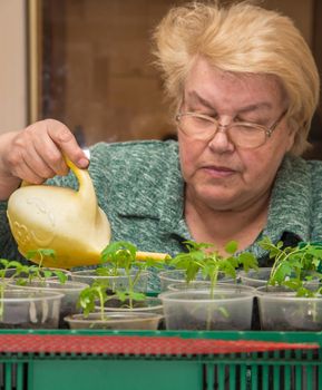 An elderly woman close-up pours tomato seedlings in pots from a watering can. The concept of agriculture, farming, growing vegetables. Young green seedlings of vegetable plants.