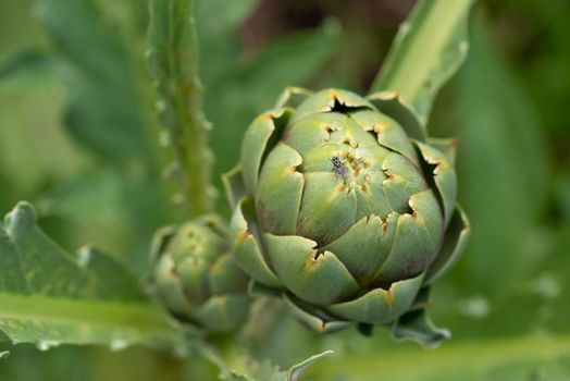 Fresh green artichoke growing in a garden, it is a vegetables for a healthy diet.