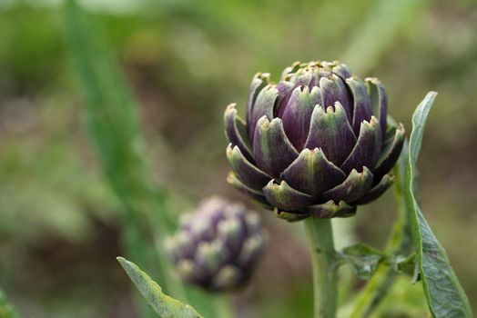 Fresh green and purple artichoke growing in a garden, it is a vegetables for a healthy diet