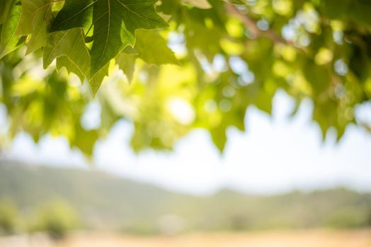 Green background from leaves and maple tree fruits in the sunny summer day