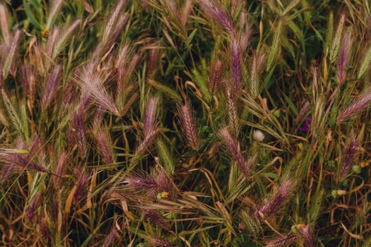 Background of green and pink plant ear grass