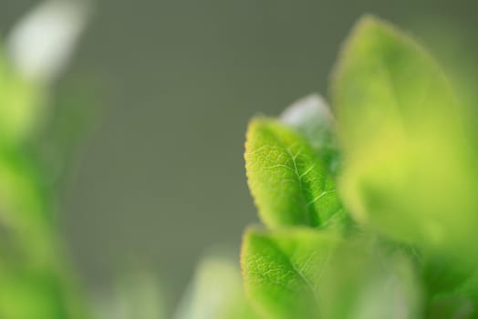 Macro wild blueberries growing in nature with green leaves, macro background