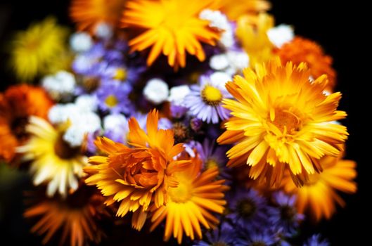 Bouquet of brightly orange and lilac wild flowers against a dark background