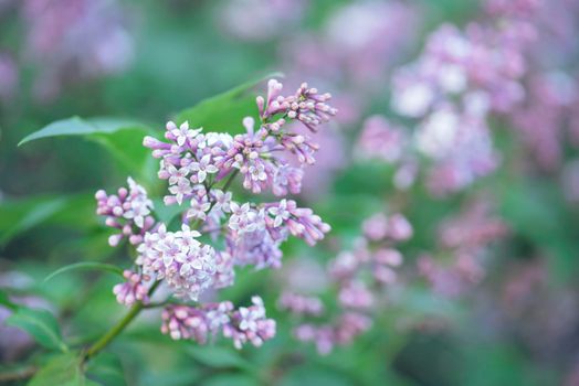 Flowers of a lilac with green leaves background with light bokeh