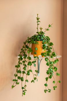 Climbing plant on a wall shelf on an orange wall