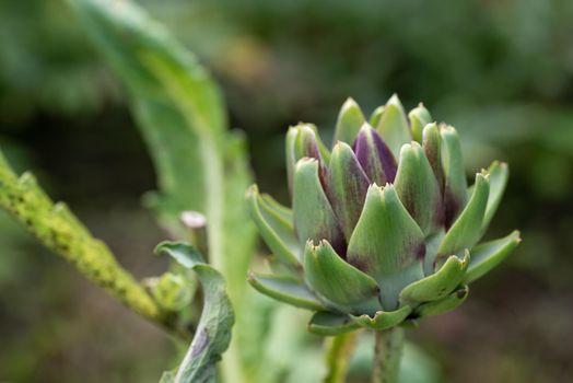 Fresh green artichoke growing in a country garden