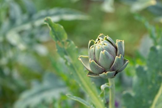 Fresh green artichoke growing in a garden, it is a vegetables for a healthy diet.