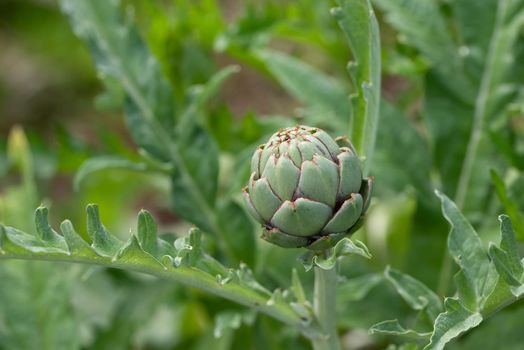 Fresh green artichoke growing in a garden, it is a vegetables for a healthy diet.