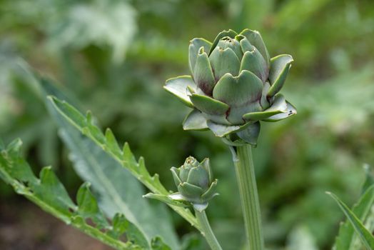 Fresh green artichoke growing in a garden, it is a vegetables for a healthy diet.