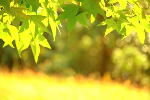 Green background from leaves and maple tree in the sunny autumn day