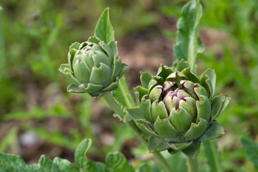 Fresh green artichoke growing in a garden, it is a vegetables for a healthy diet.