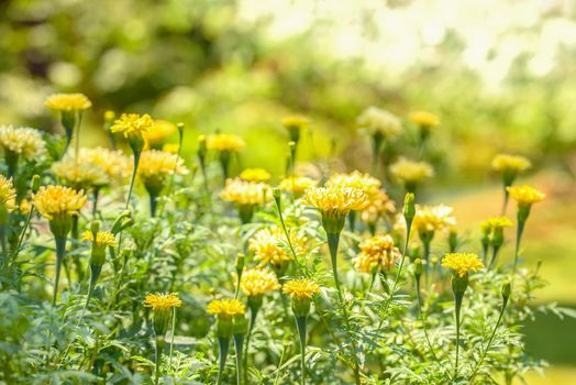 Bright yellow wild flowers under the midday sun with a sunny bokeh