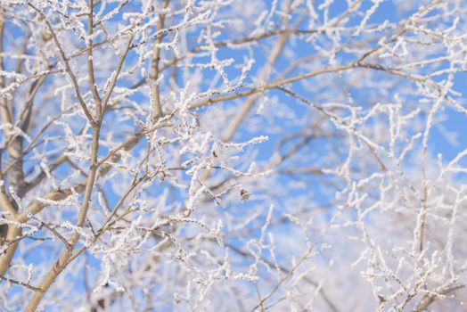 View of the sunny winter blue sky with snow-covered frosen trees