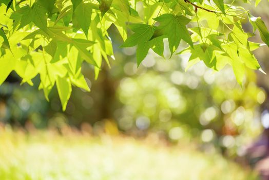 Green background from leaves and maple tree in the sunny autumn day