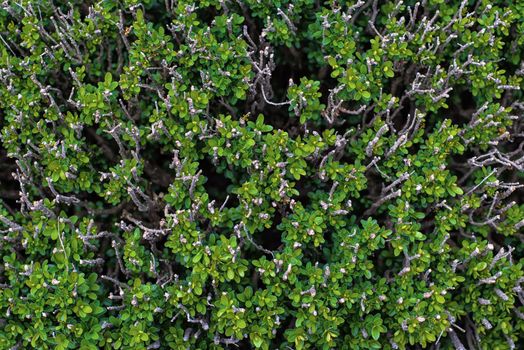 Pattern of green and white cutted branches and leaves close up