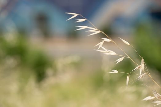 Ripe wild oat spilling in the wind on the field in hot summer